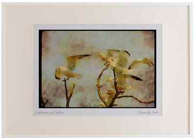 008174 Ring Billed Gulls Watercolour Picture Frame Ltd Ed A3