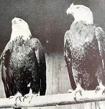 Bald Eagle Pair Of Males In Full Plumage 1936 Bird Print Nature DWU13