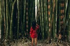 Dendrocalamus Latiflorus Big  Giant,Bambu Raccolto 2025….15 Semi Freschi