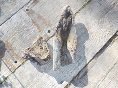 2 Stück vom Meer getragene Treibholz skulpturale Formen gefunden im NW-Hochland C/VY