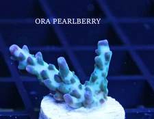 ORA PEARLBERRY