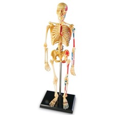 Learning Resources Skeleton Model
