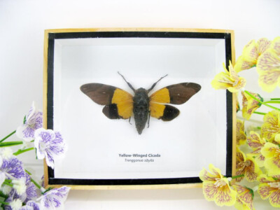 Yellow-Winged Cicada - Trengganua sibylla - in a 3D showcase - museum quality