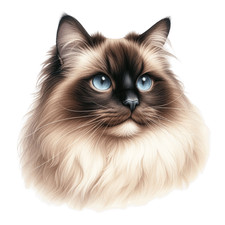 Cream Himalayan Cat Vinyl Sticker Decal Kitten│Wall Tile Phone Toilet Graphics