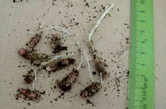 Mini SRG Kohleria Saliba "Citronella", Jungpflanze! Rarität! Gratis Achimenes .. - Bild 3 von 4