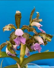 Cattleya bicolor coerulea X Bird Flap Coerulea Fragrant Orchid Hybrid 4” Repot