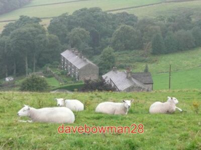 PHOTO  SHEEP AND GROTTO TERRACE WARLEY TWO PICTURES IN ONE. IN THE VALLEY A TERR