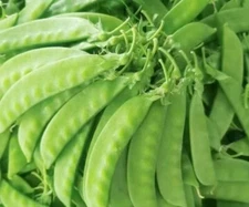20+Seeds Snow Pea Chinese sugar Snap Pod peas Mammoth Melting Sugar Pod Pea USA