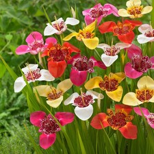 Tigridia Mixed Summer Bulbs - Vibrant Tiger Flower Bulbs - Exotic Summer Blooms