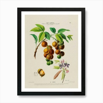 Frucht des Guavenbaums 1 Kunstdruck gerahmt Wandbild Poster Leinwanddruck Bild