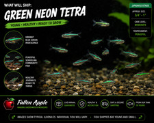 8 Green Neon Tetra Live Fish Blue Green Schooling Aquarium Tetras 8 Green Neon Tetra Live Fish Blue Green Schooling Aquarium Tetras