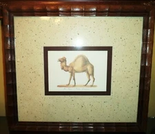 Das Kameel Camelus Dromedarius Framed Art Print