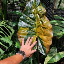 Alocasia Yucatan Princess Variegated  humps/tuber + phitosanitary