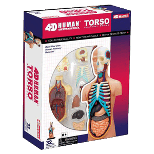 Human-Torso-4D-Model-with-Organs