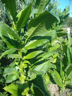 tobacco seeds free Tobacco Seed 1000 Harvest Gold (Nicotiana Tabacum) 2023 Free Shipping
