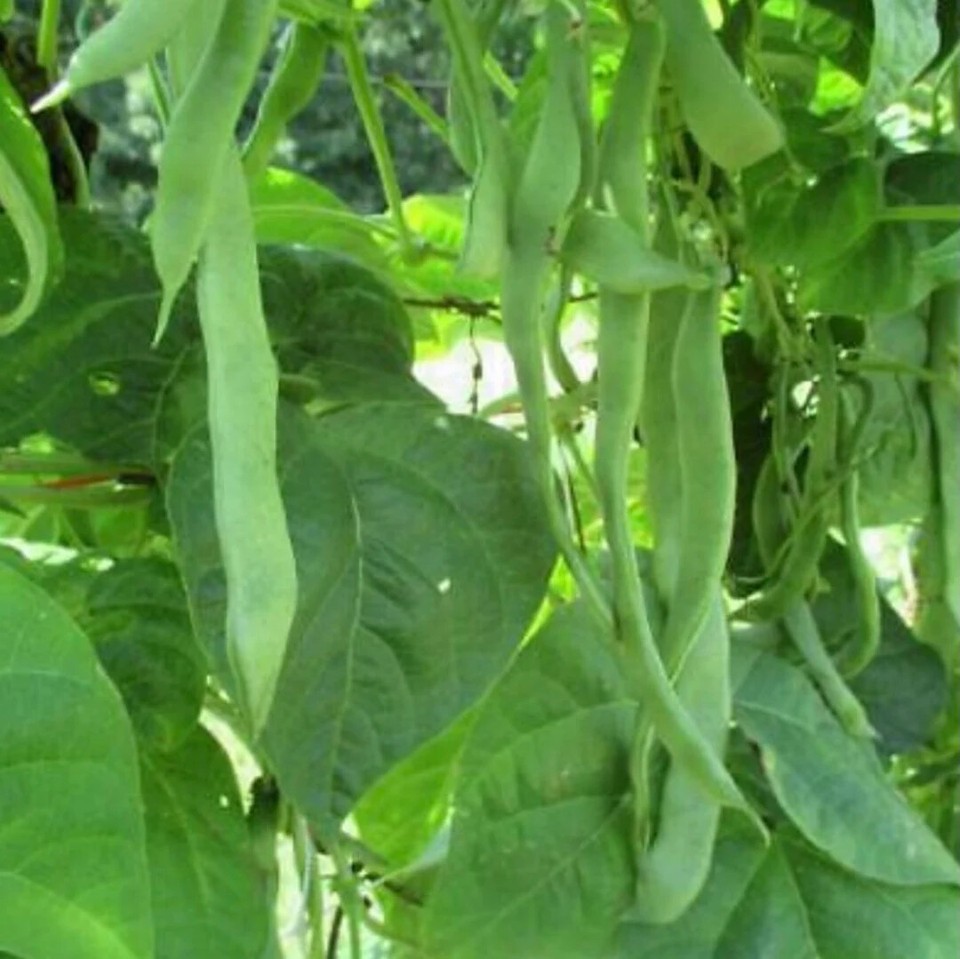 Roma II Bush Green Bean Seeds, Flat Stringless, NON-GMO, FREE SHIPPING ...