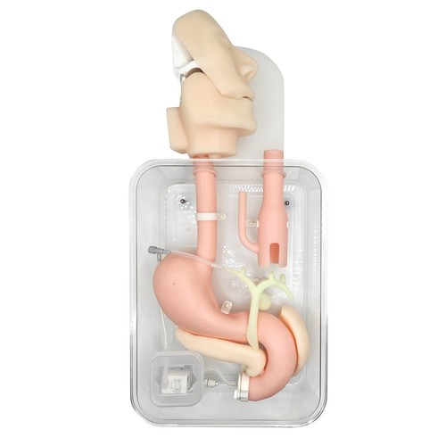 Bronchoscopy gastrointestinal endoscopic Duodenoscope ERCP training model - Picture 20 of 25