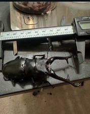 Prosopocoilus giraffa keisukei (Giraffe Stag Beetle) Larvae Beetle Raising USA