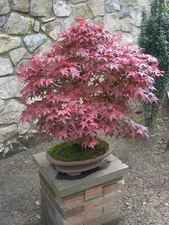 Red Japanese Maple Seeds - Acer palmatum 'Atropurpureum - 25/50/100 Tree Seeds