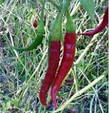 Assam Hot Peppers Seeds (((25 Seed Packet))) (More Heirloom, Organic, Non GMO, V