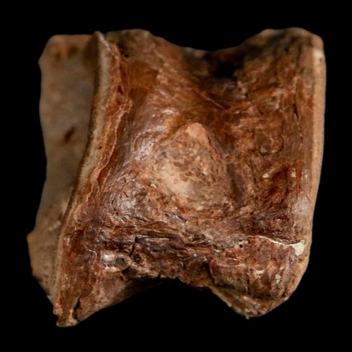 1,7 Zoll Ichthyodectes Fisch fossile Wirbel späte Kreidezeit Niobrara-Formation - Bild 9 von 10