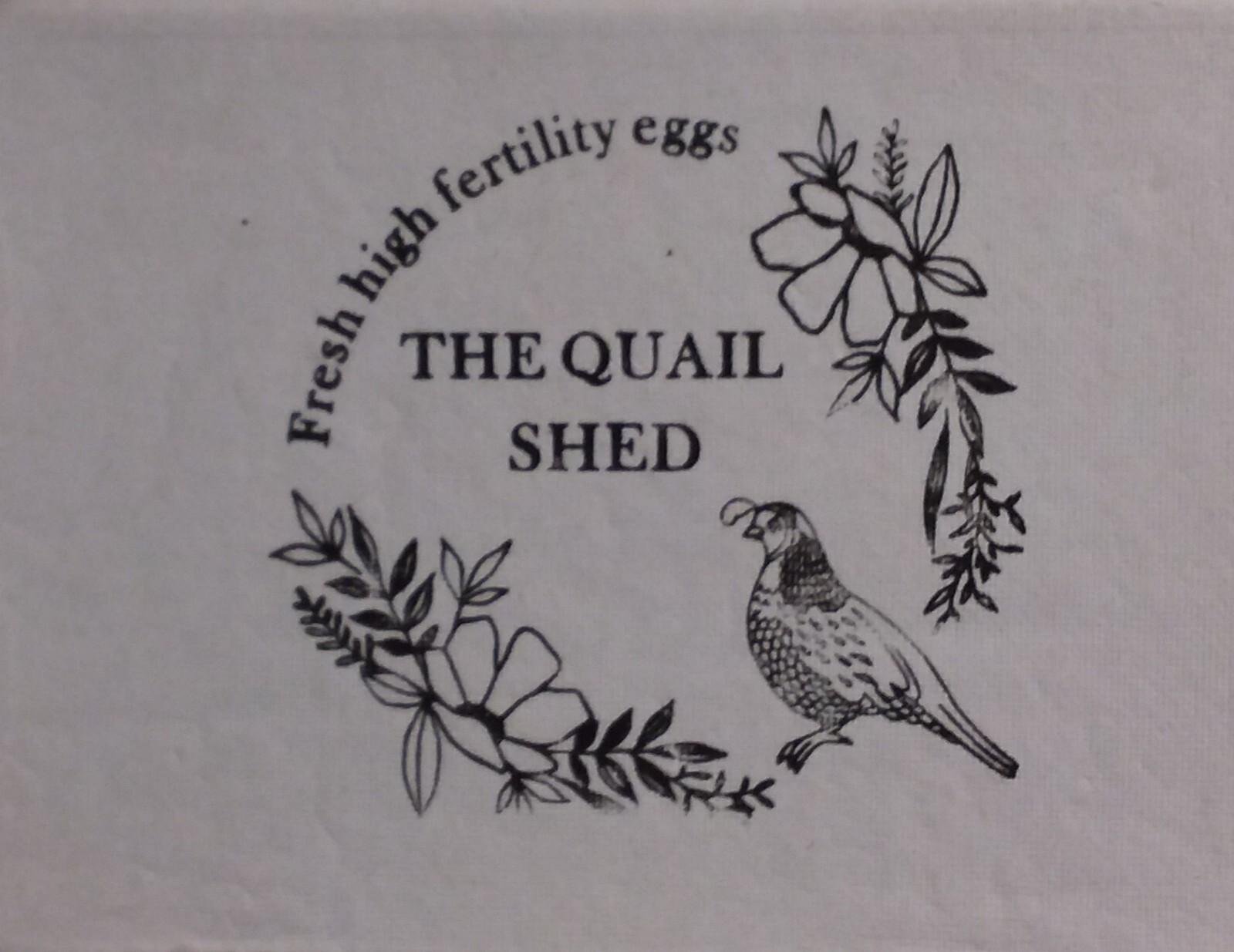 King Quail / Chinese Painted Quail Eggs eBay