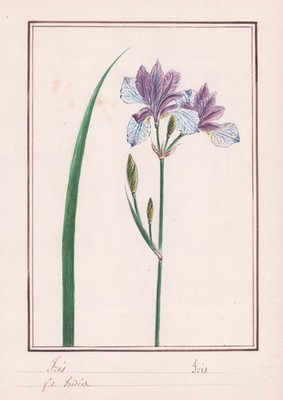 Iris Schwertlilie Pflanze Blume Botanik flower botany Aquarell watercolor 1830