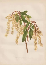 Rosemary heather bog-rosemary Japan flower flower botany botany Robinson litho