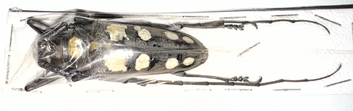 Batocera for sale | eBay