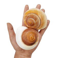 QEQEKAKA 2 PCS Muffin Snail Large Hermit Crab Shells 2.7 3.5Inch Natural Sea ...