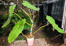 Philodendron scottmorianum Plant in 5" Pot 22" Tall 23" Wide