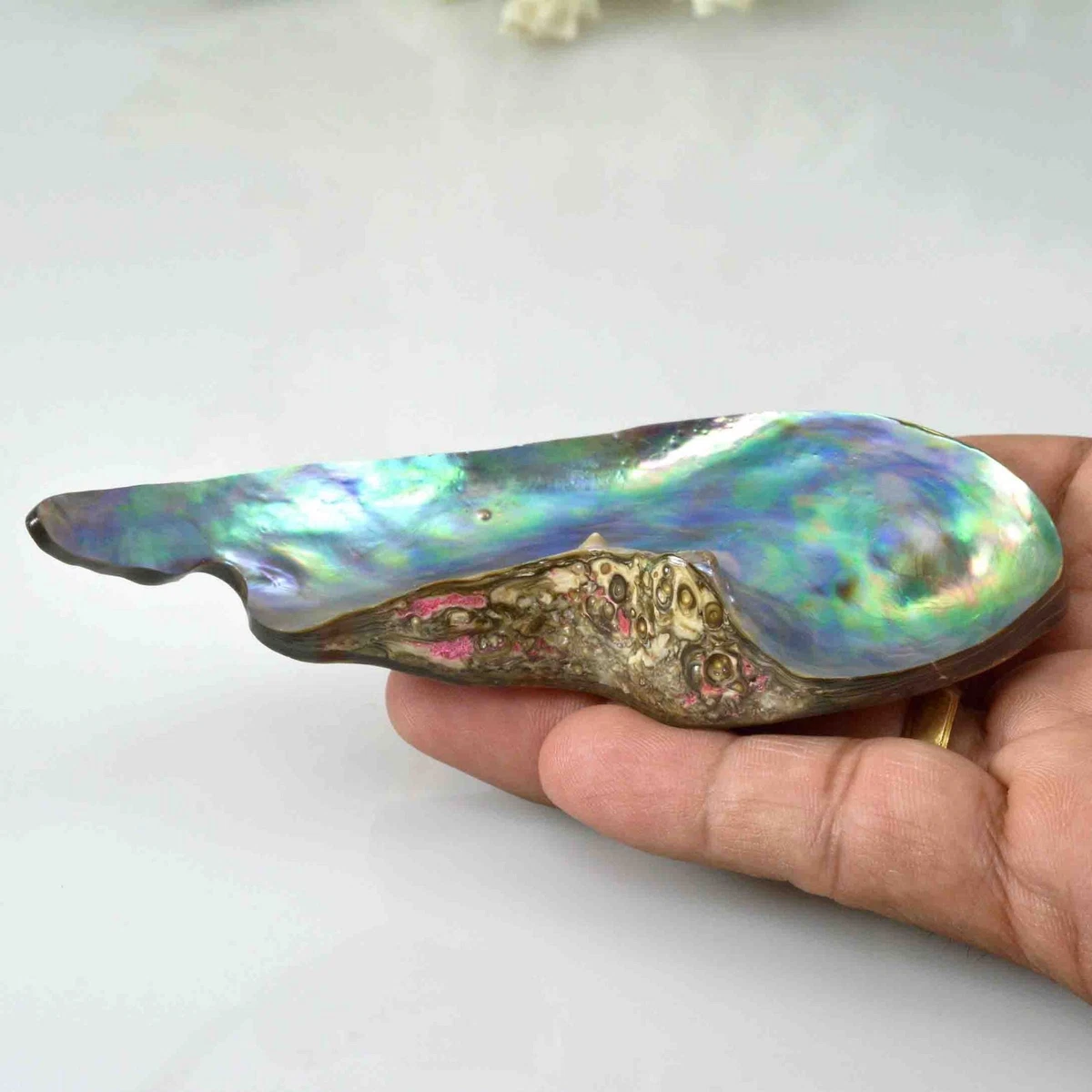 Abalone pearls hotsell for sale