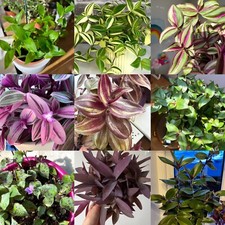 Surprise Box Of  5 Different  Tradescantia  Cuttings😊😊 See Description