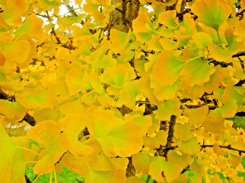 Ginkgo biloba, Maidenhair Tree plant in a 8cm pot - Picture 2 of 6