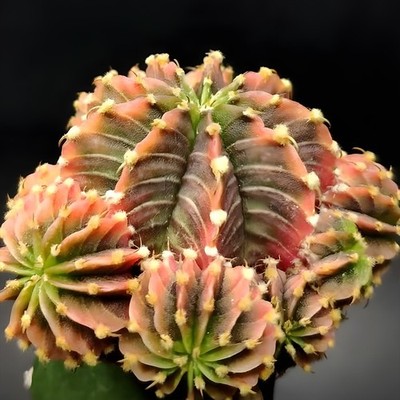 Gymnocalycium L B 2 1 7 8 Cristata Variegated Mix / Rare - Multi color
