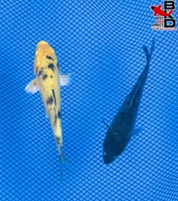 (2) 4" (OCHIBA & KI BEKKO) Live Koi Fish Garden Pond 10/10
