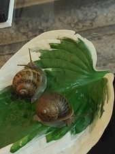 2 Large Land Garden Snails - Live Helix Aspersa Pet Cornu Aspersum