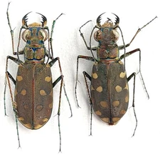 Carabidae, Cicindelinae Cicindela littoralis conjunctaepustulata Kazakhstan