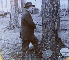 MISPRINT: Tapping Sugar Maple Tree Pennsylvania (Ohio) Magic Lantern Glass Slide