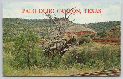 Palo Duro Canyon Texas Old Juniper Tree Burlington Sad Monkey Railroad Postcard