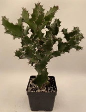 Euphorbia Tortilis - Spiral Euphorbia Super Healthy! Exact Plant (5) HUGE!