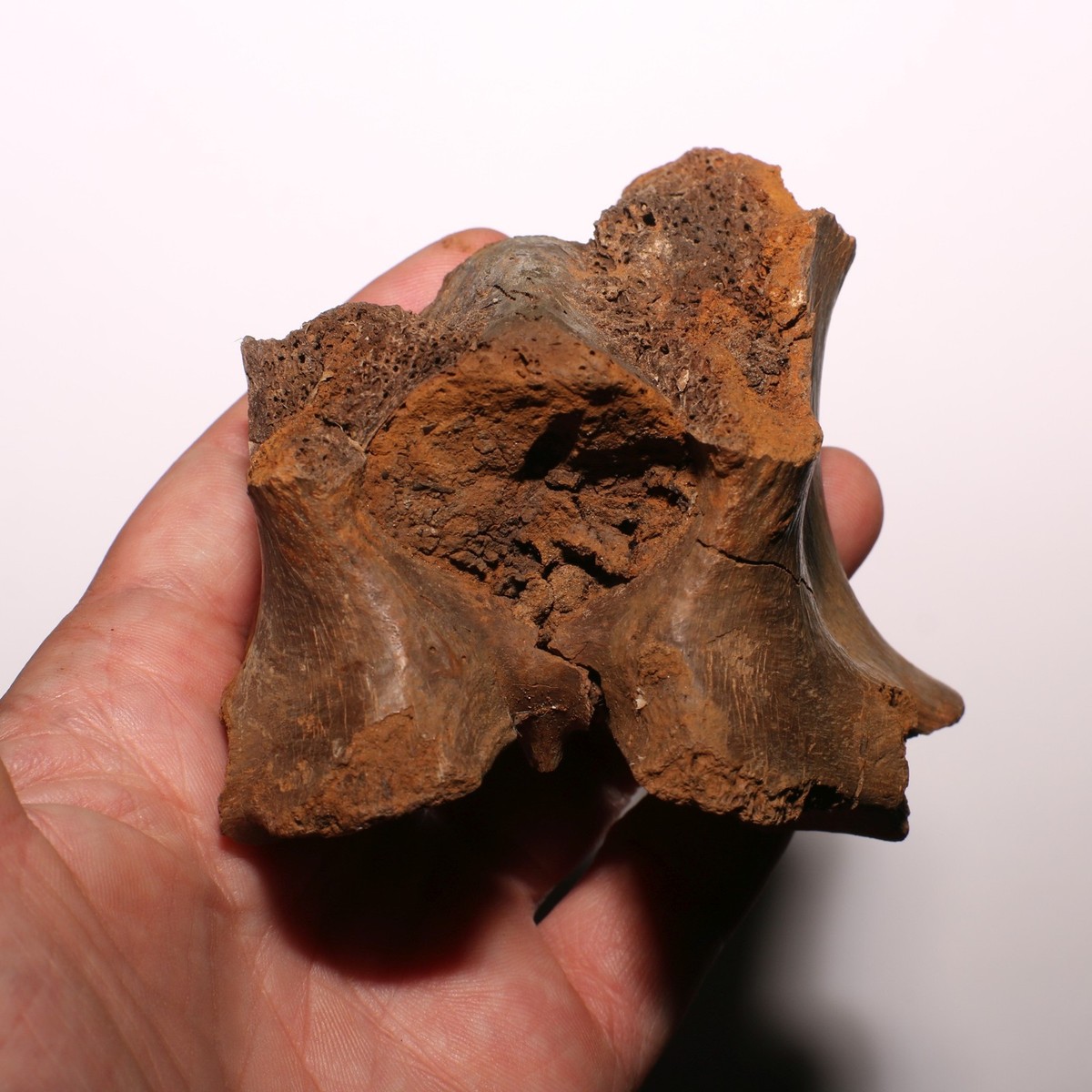 T.rex Tyrannosaurus Rex Vertebra Process from Hell Creek Formation