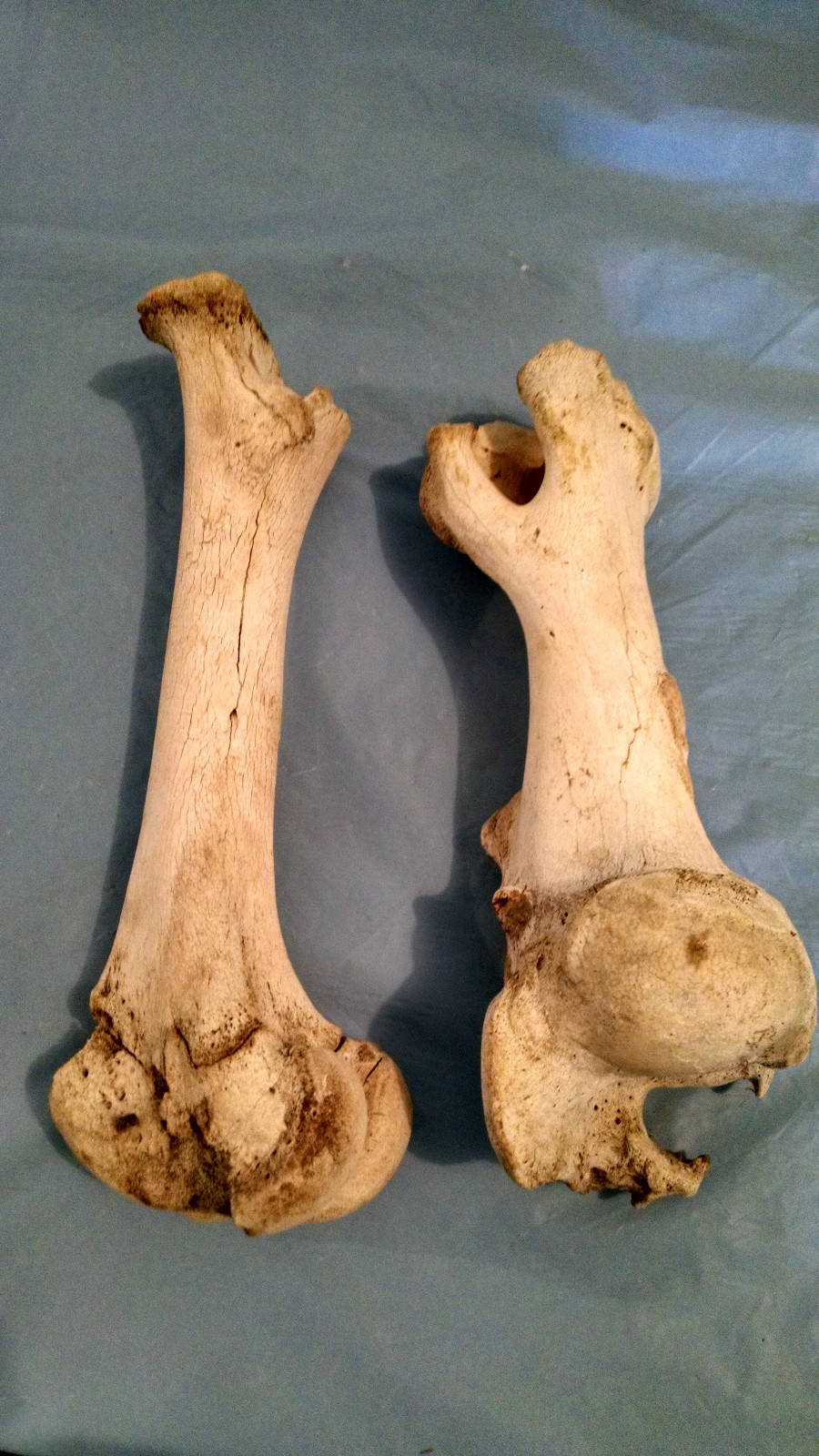 Two Real Cow Leg Bones for Taxidermy Crafts Carving Western Landscaping