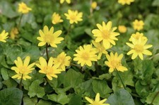 Lesser Celandine  Ficaria Verna 30 x Plants Tuber Yellow