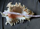 Chicoreus ramosus  closer to 12 inches , , heavy , BIGGEST on EBAY