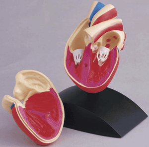 Science-Tech-Heart-Model-1-1-scale