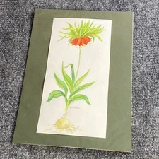 Original Watercolor Painting Fritillaria Botanical Flower Signed B Westbrook 90s