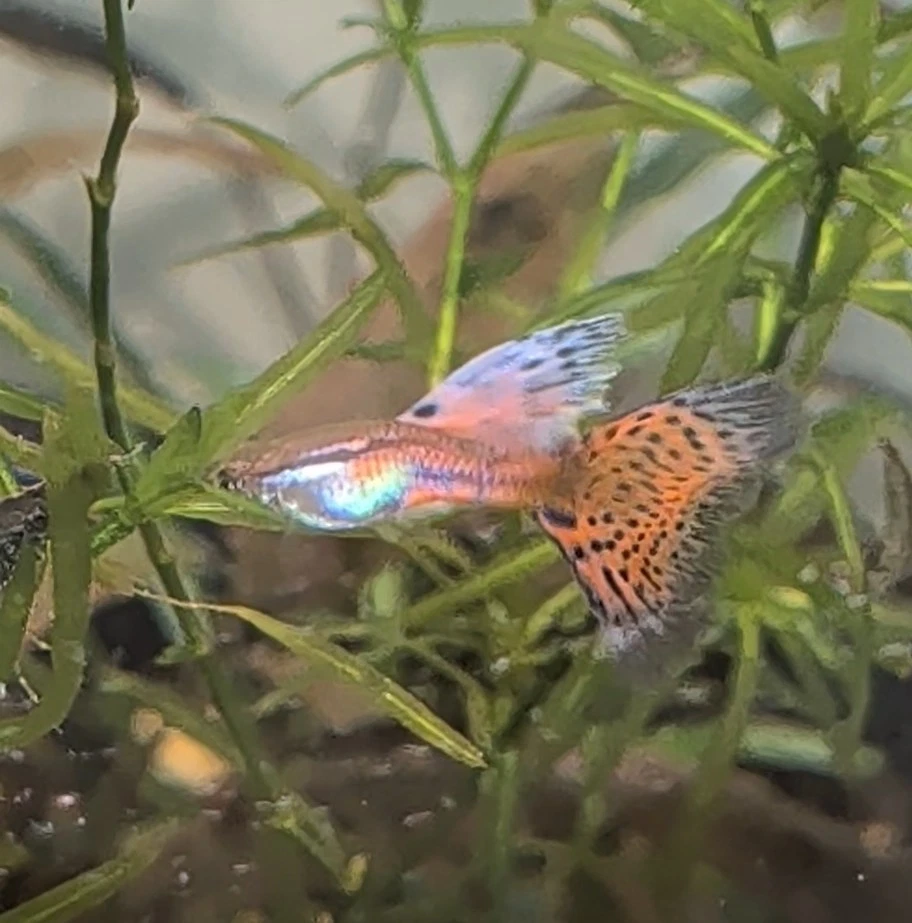 Live Aquarium Guppy Fish for sale | eBay