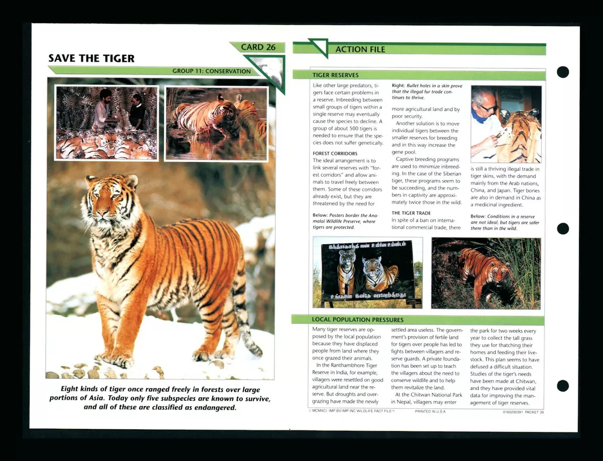 Tiger guide: species facts, how they hunt and where to see in the wild -  Discover Wildlife