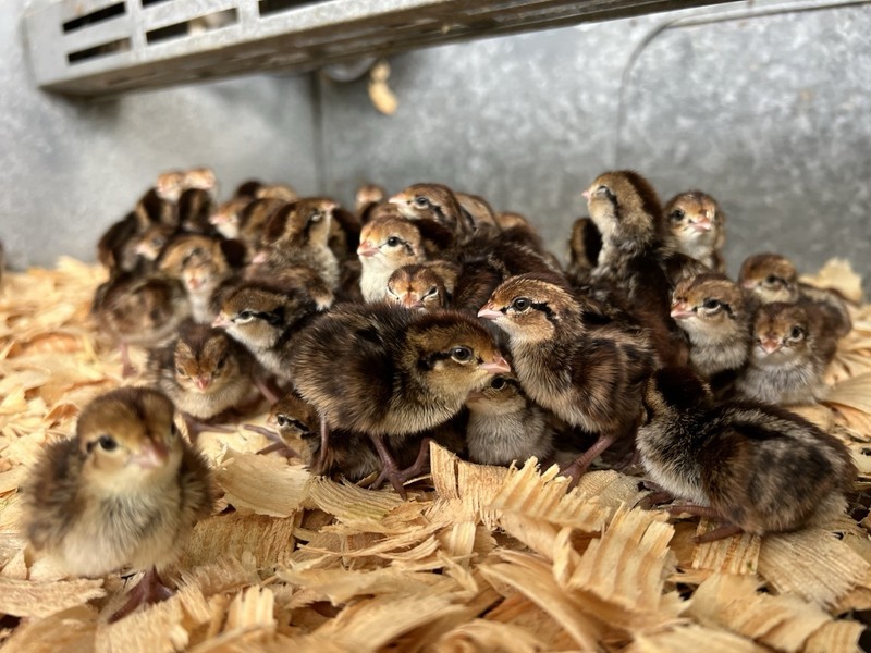 120 Bob White Quail Hatching Eggs - NPIP Certified